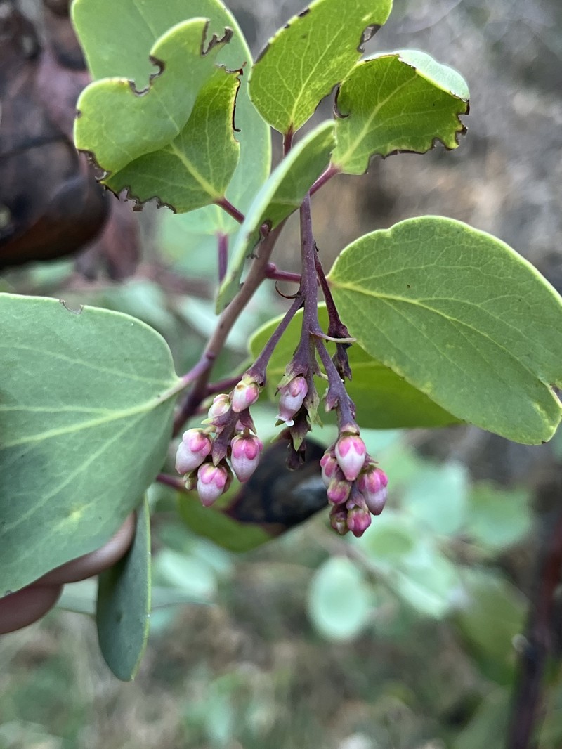 Arctostaphylos mewukka subsp. truei photo 7