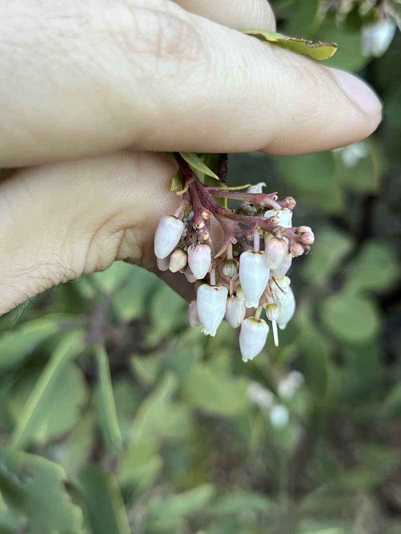 Arctostaphylos mewukka subsp. truei photo 8