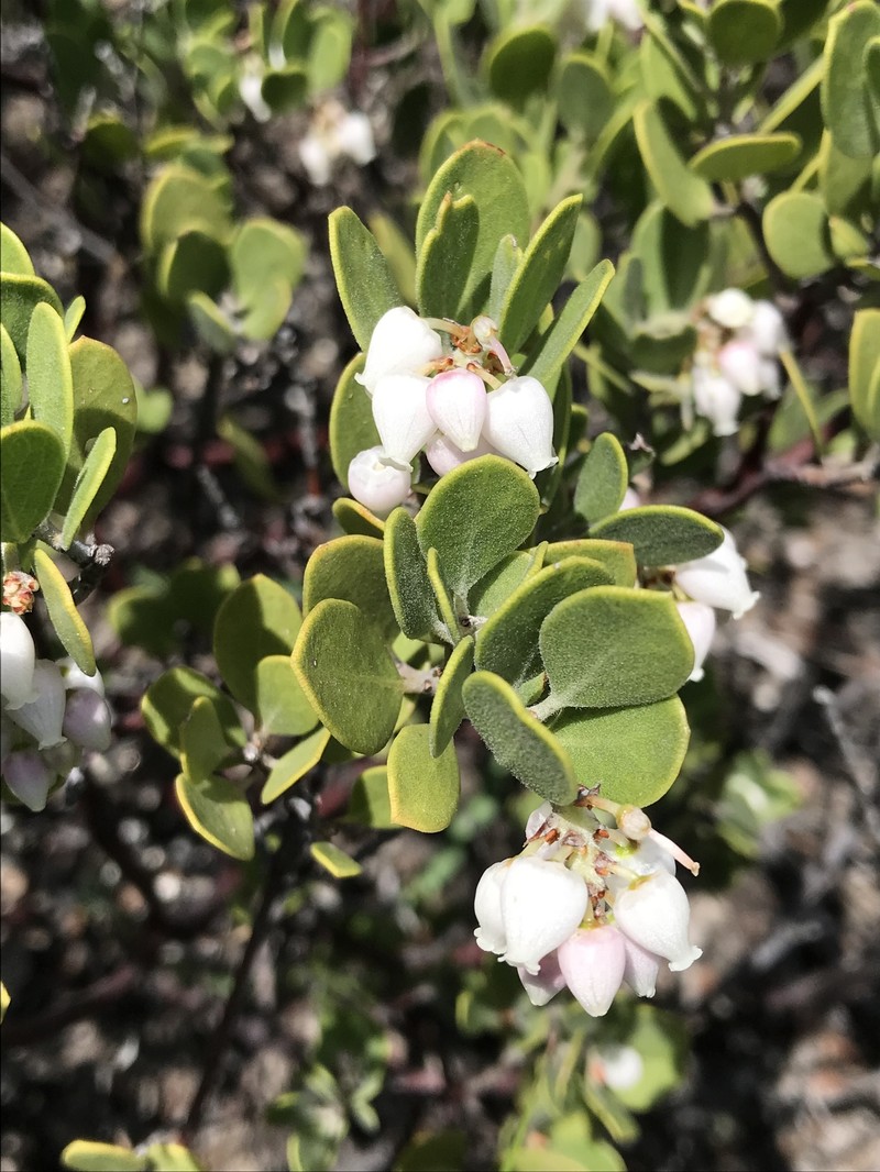 Arctostaphylos montana