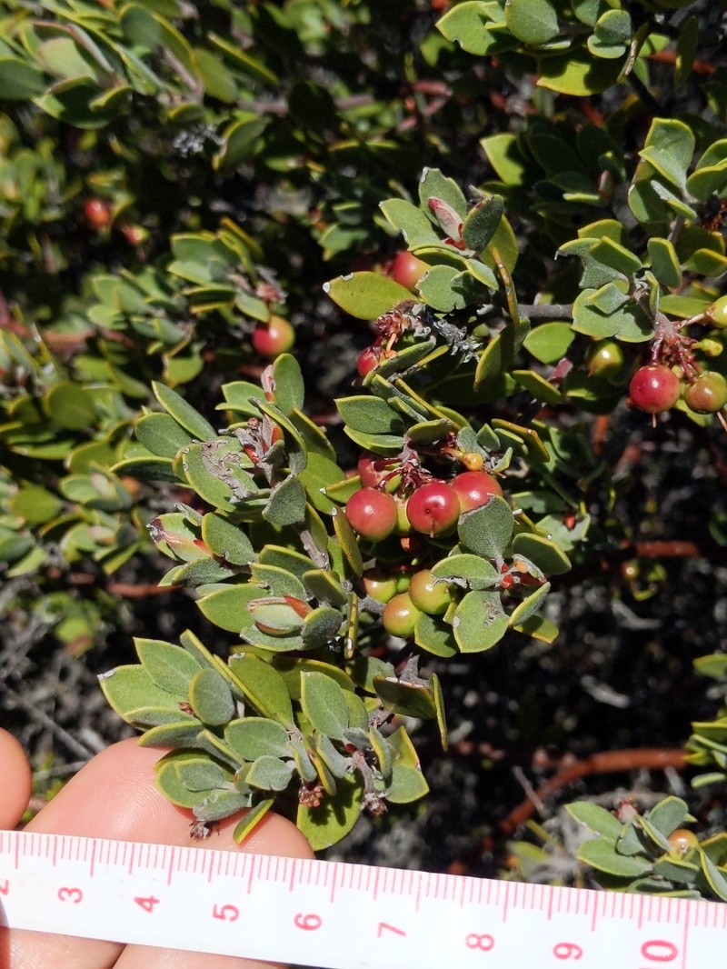 Arctostaphylos montana photo 2