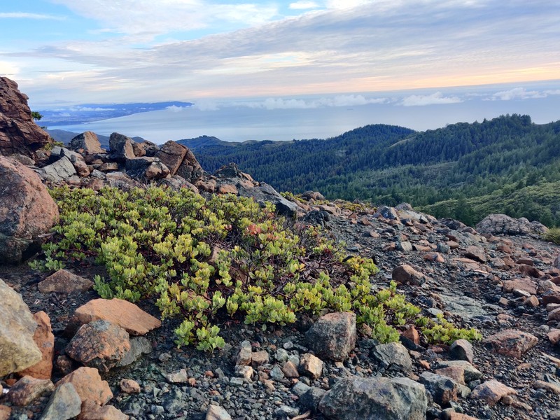 Arctostaphylos montana photo 3