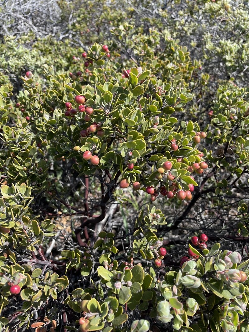 Arctostaphylos montana photo 4
