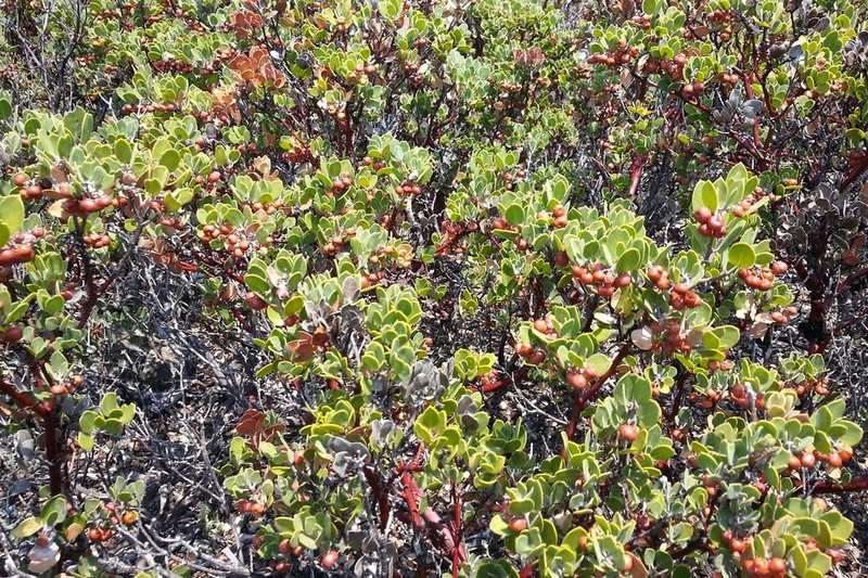 Arctostaphylos montana photo 5