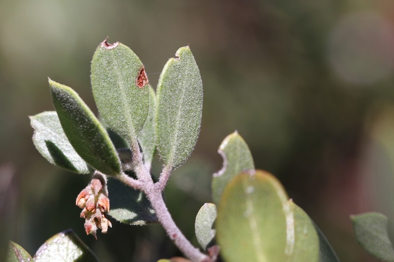 Arctostaphylos montana photo 6