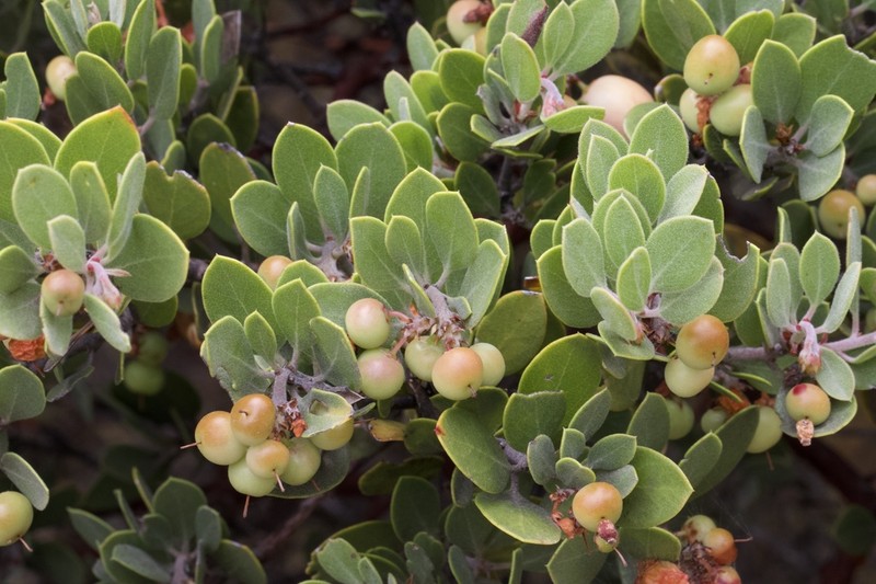 Arctostaphylos montana photo 7