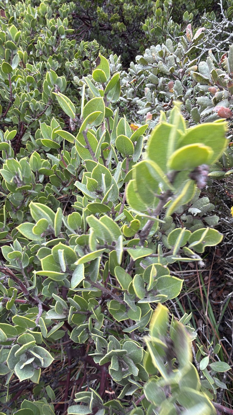 Arctostaphylos montana subsp. montana