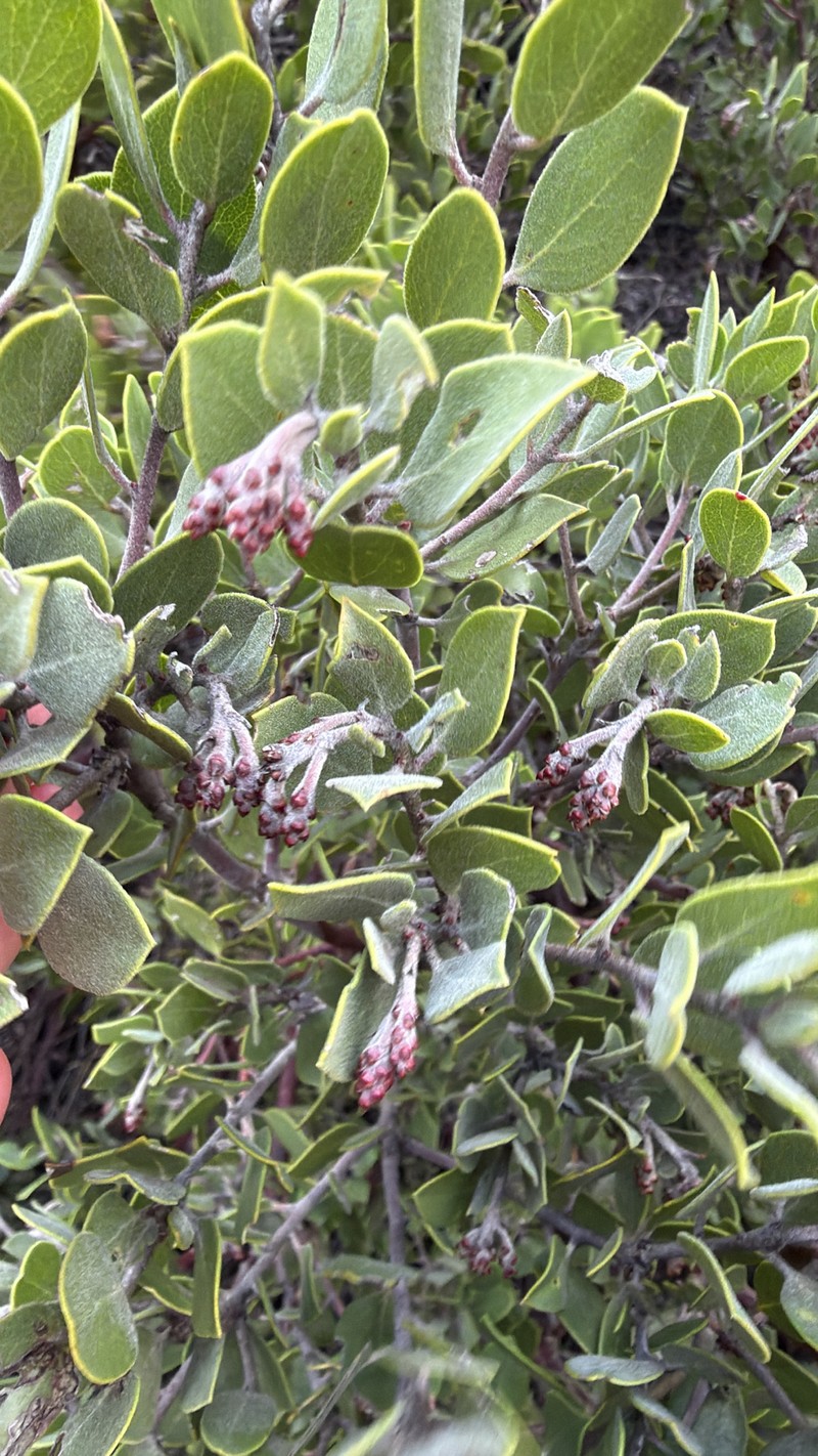 Arctostaphylos montana subsp. montana photo 2