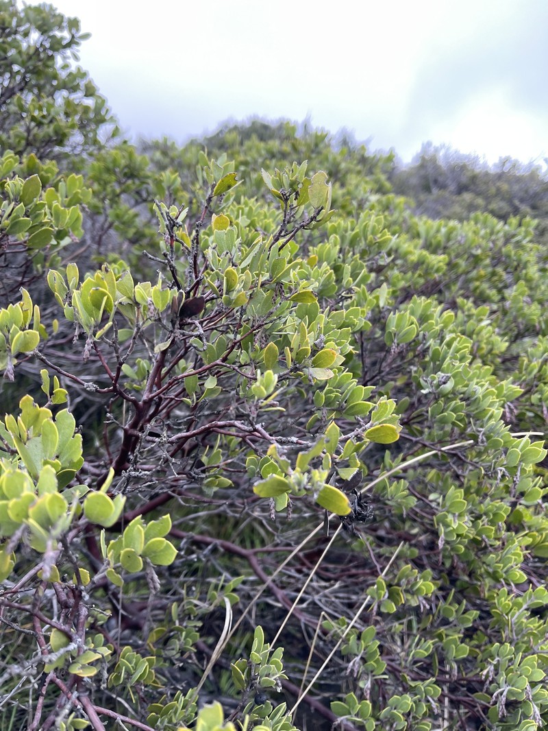 Arctostaphylos montana subsp. montana photo 3