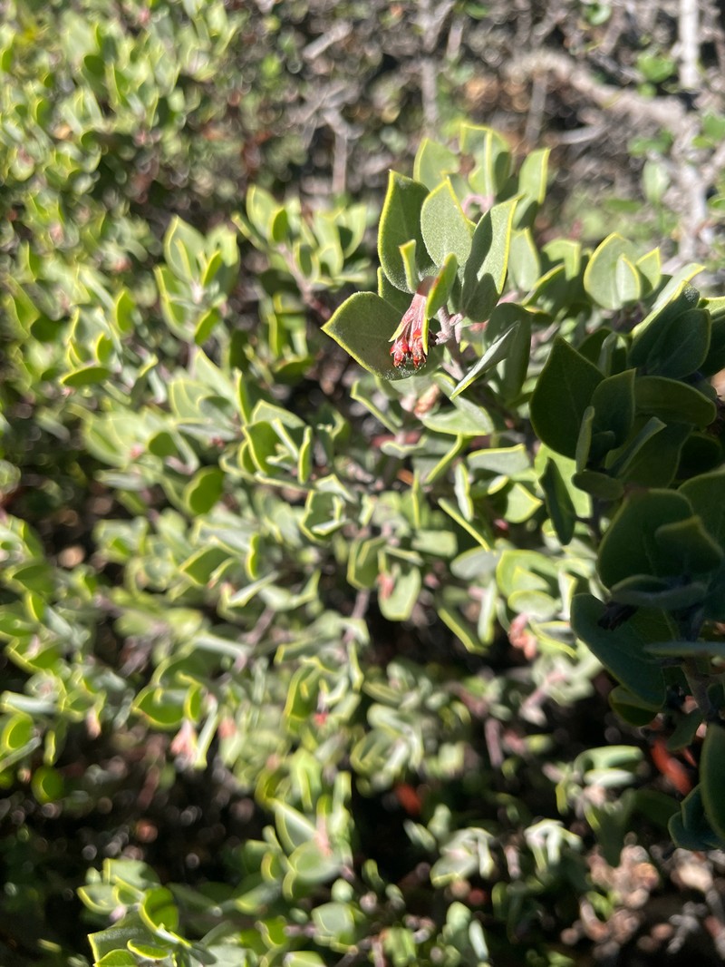 Arctostaphylos montana subsp. montana photo 4