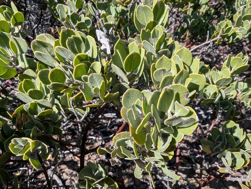 Arctostaphylos montana subsp. montana photo 5