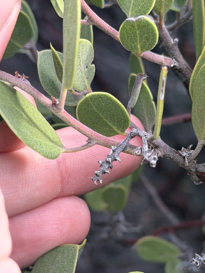 Arctostaphylos montana subsp. montana photo 6