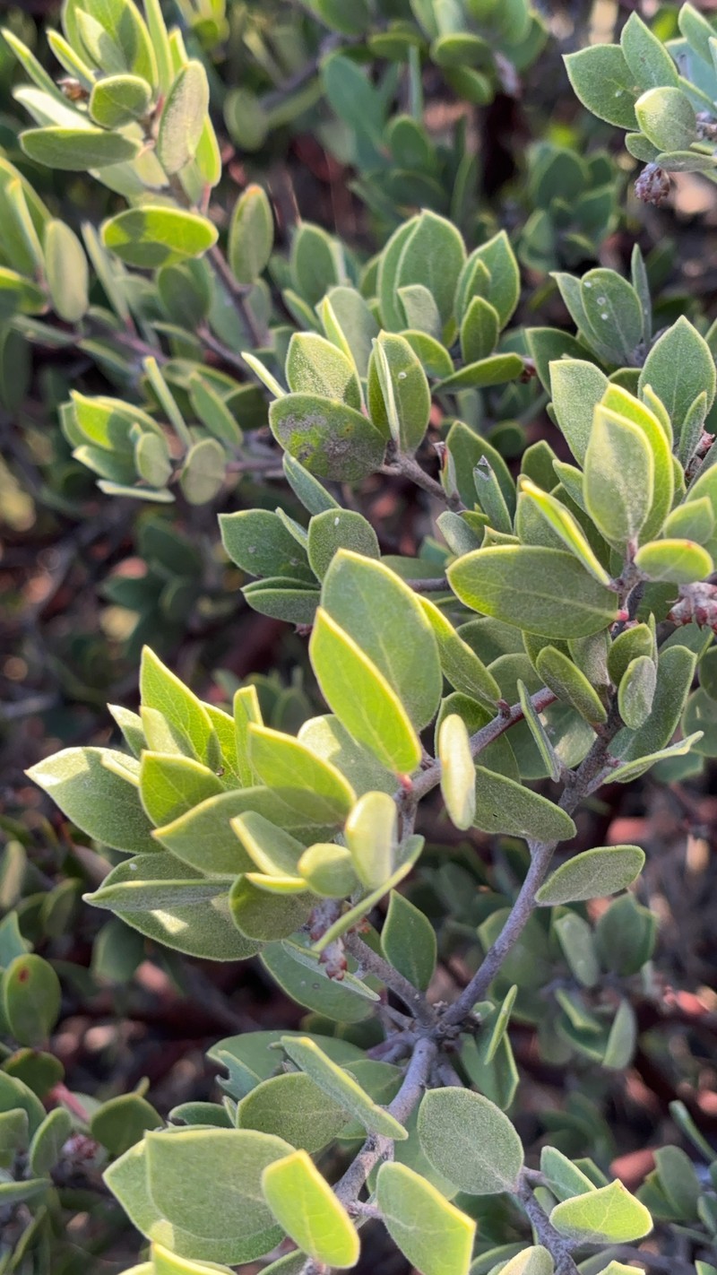 Arctostaphylos montana subsp. montana photo 7