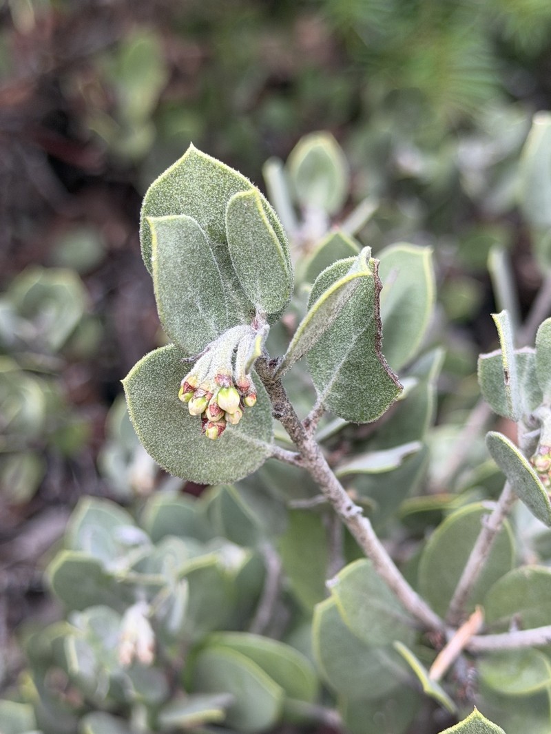 Arctostaphylos montana subsp. montana photo 8