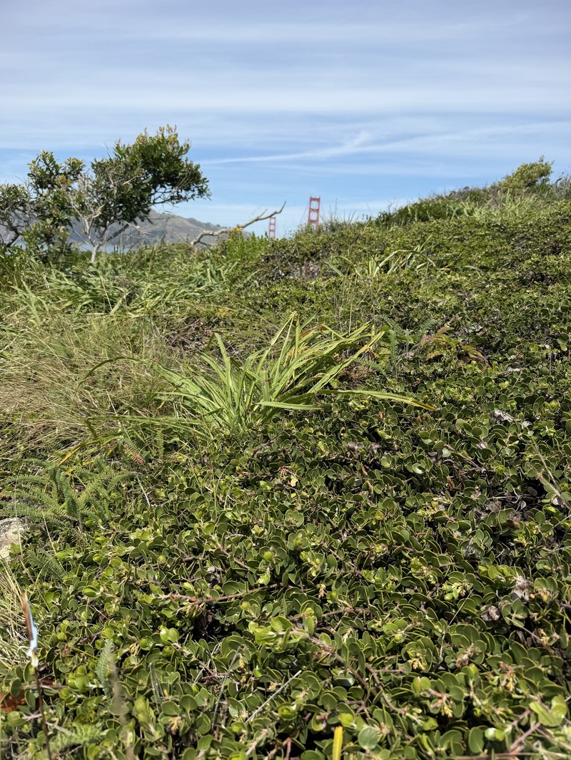 Arctostaphylos montana subsp. ravenii