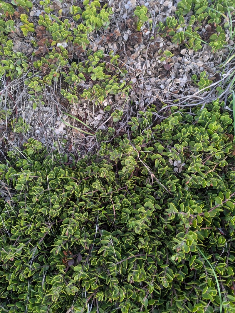 Arctostaphylos montana subsp. ravenii photo 2