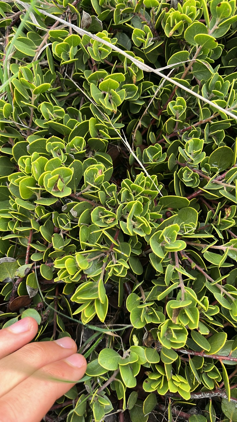 Arctostaphylos montana subsp. ravenii photo 3