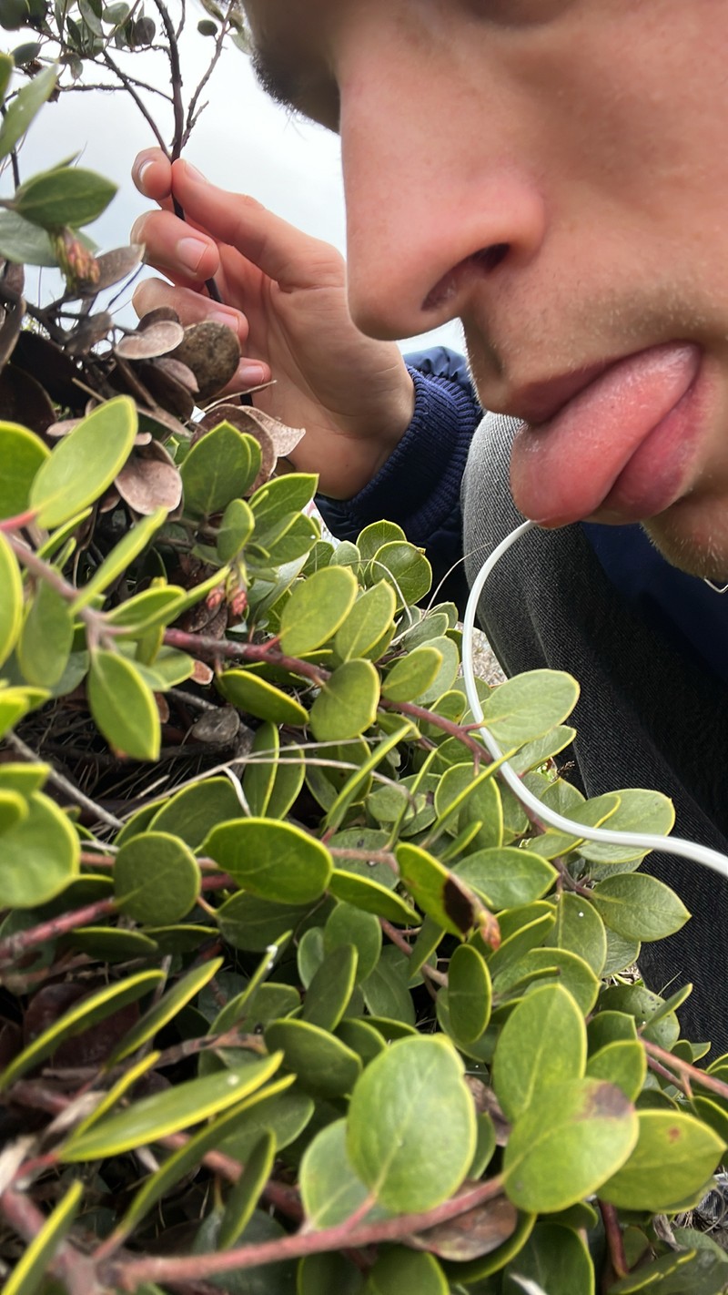 Arctostaphylos montana subsp. ravenii photo 4