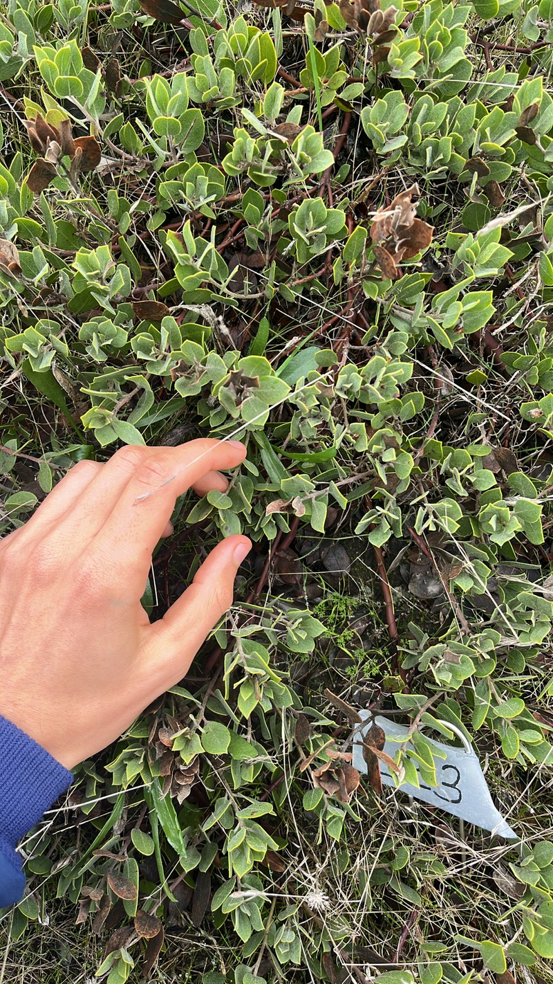 Arctostaphylos montana subsp. ravenii photo 5