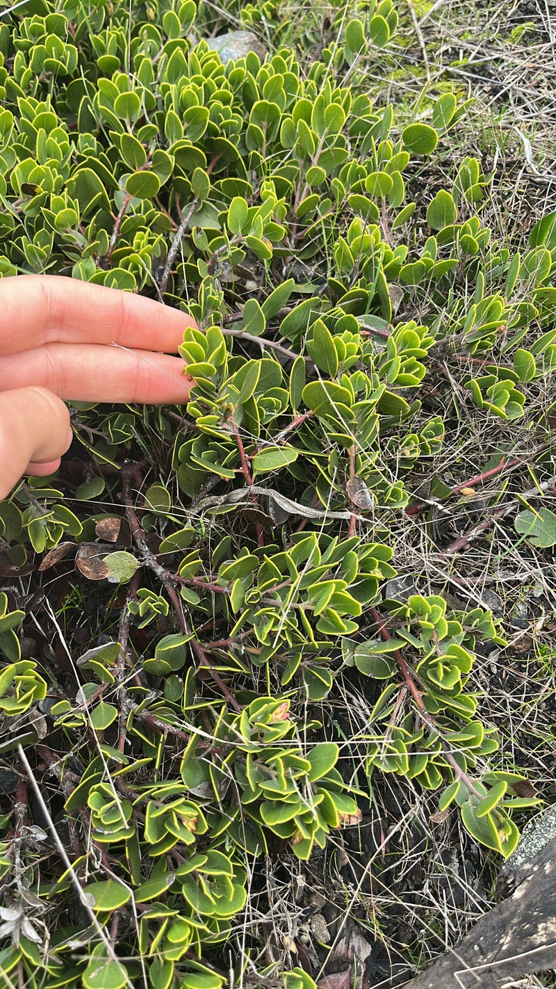 Arctostaphylos montana subsp. ravenii photo 6