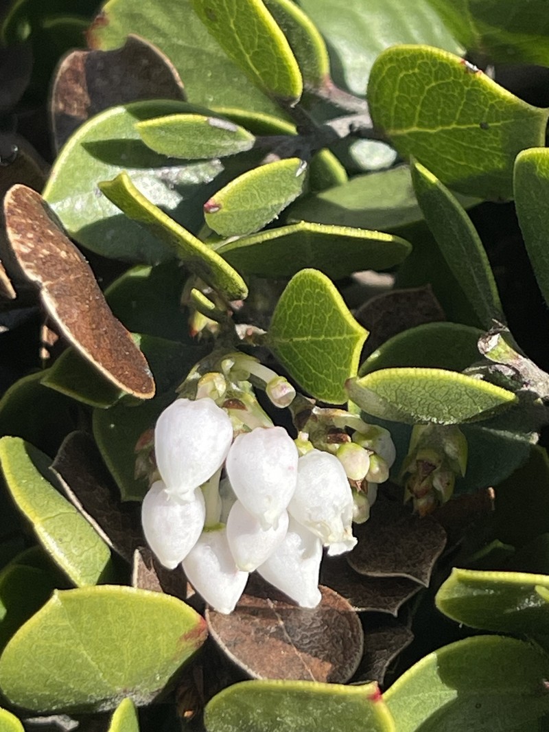Arctostaphylos montana subsp. ravenii photo 7