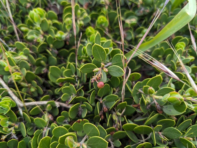 Arctostaphylos montana subsp. ravenii photo 8