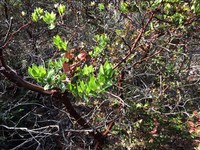 Montara Manzanita