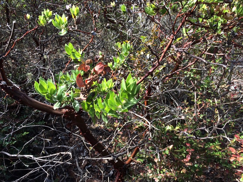 Montara Manzanita