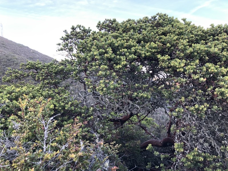 Montara Manzanita photo 4