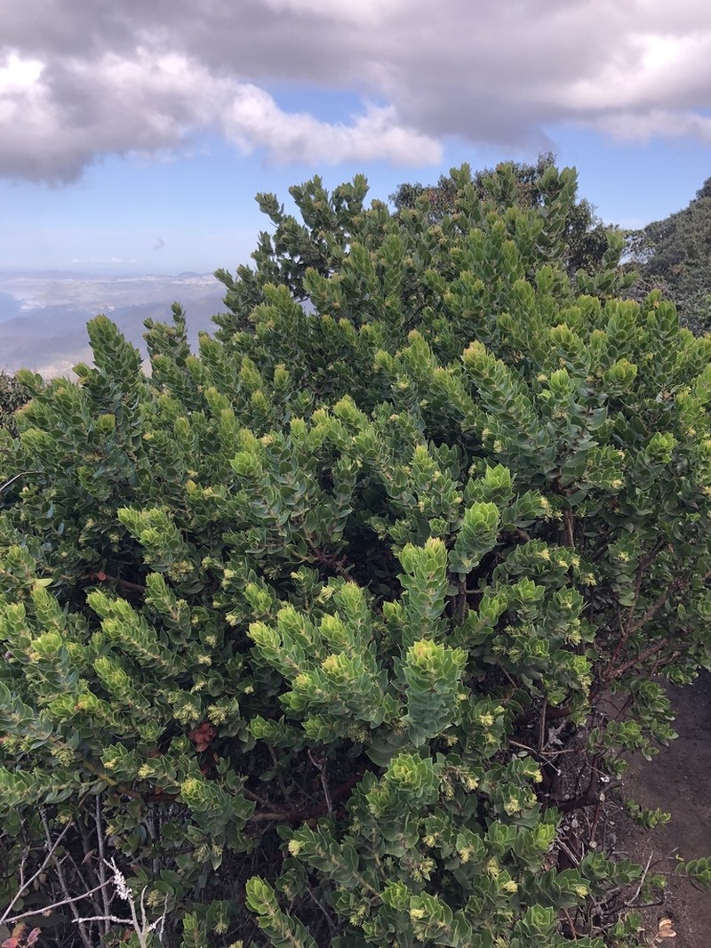 Montara Manzanita photo 5