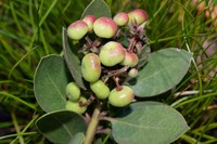 Monterey Manzanita
