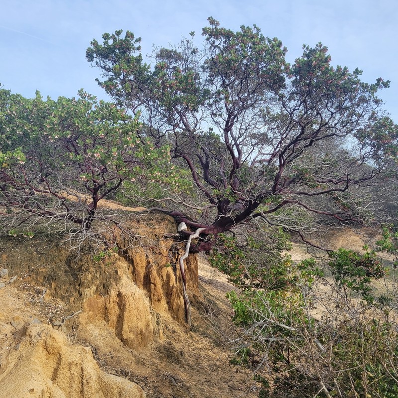 Monterey Manzanita photo 2