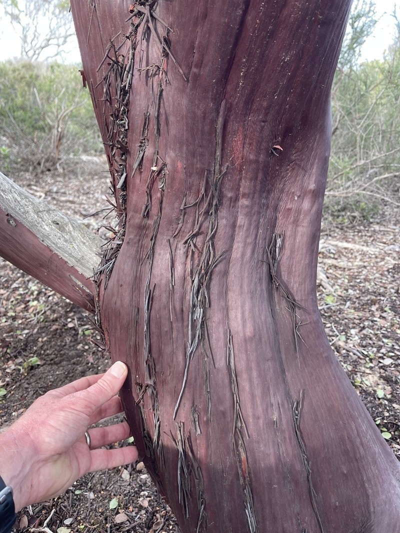 Monterey Manzanita photo 3