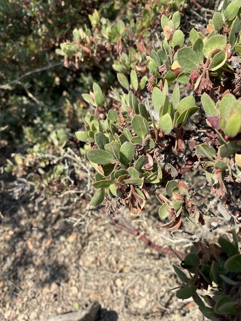 Monterey Manzanita photo 4