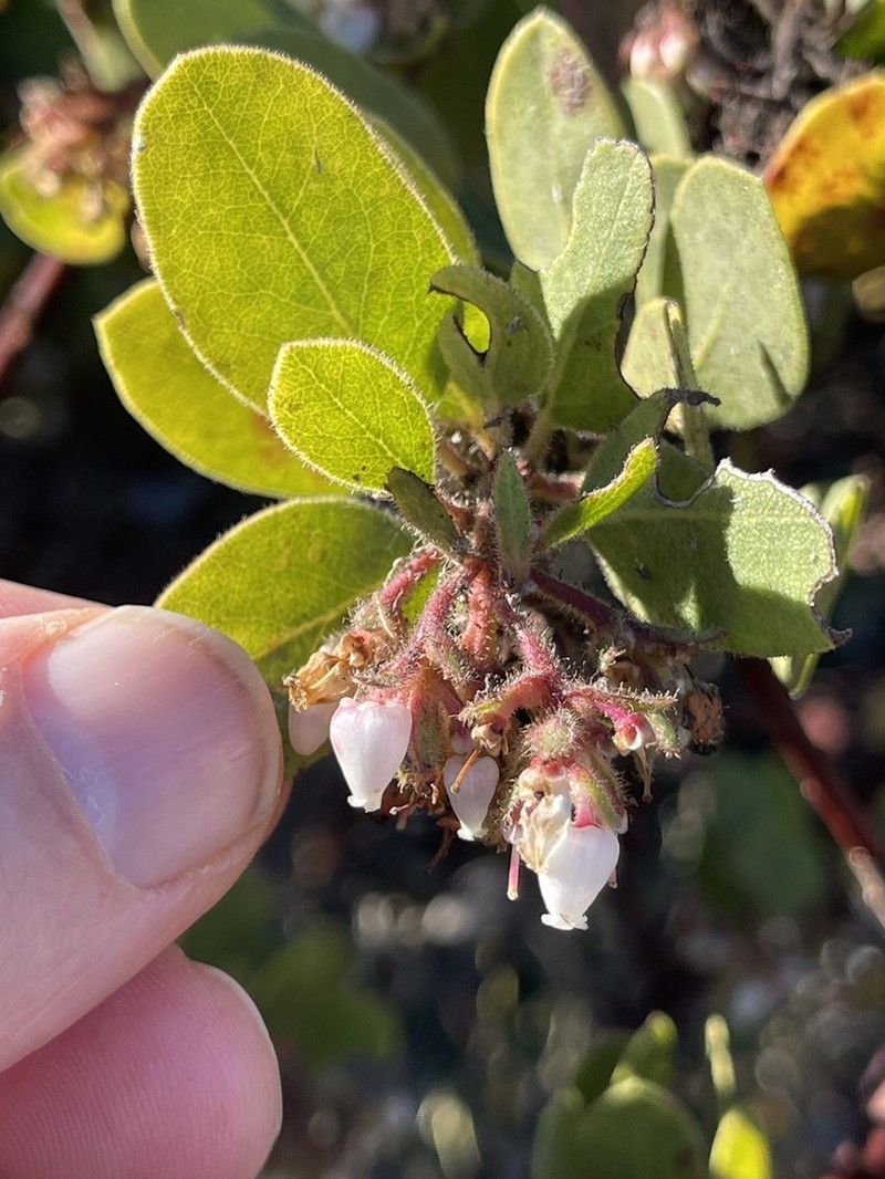 Monterey Manzanita photo 5