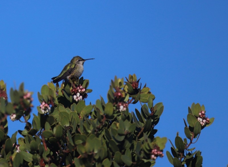 Monterey Manzanita photo 6