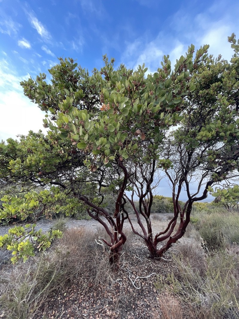 Monterey Manzanita photo 7