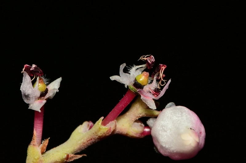 Moran's Manzanita