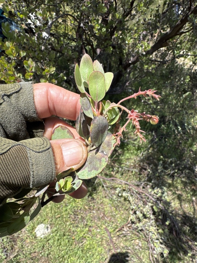 Moran's Manzanita photo 2