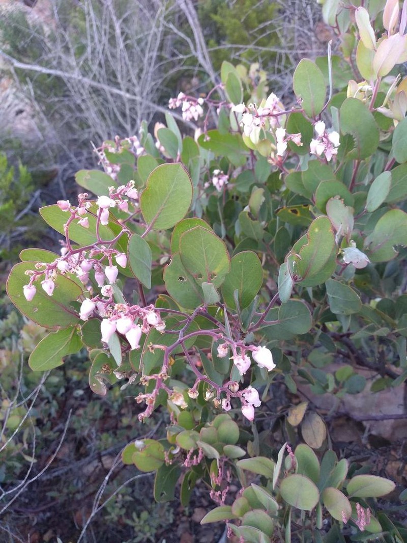 Moran's Manzanita photo 3