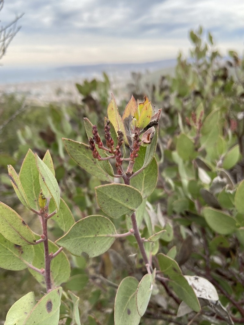 Moran's Manzanita photo 4