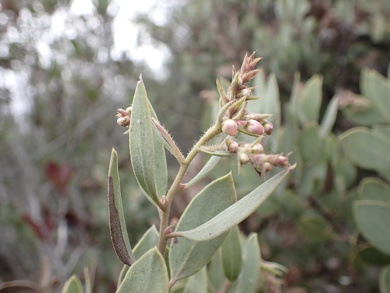 Moran's Manzanita photo 5