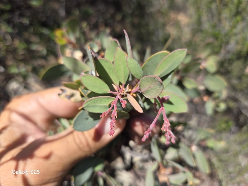 Moran's Manzanita photo 7
