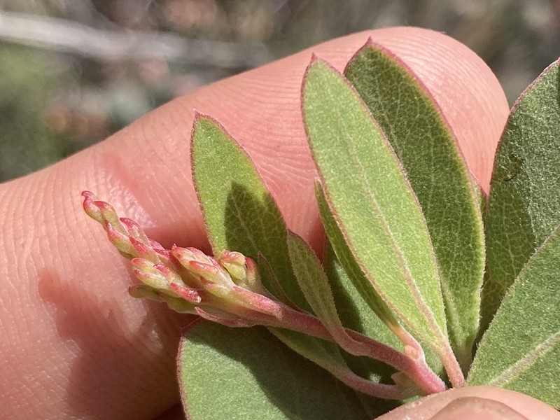 Moran's Manzanita photo 8