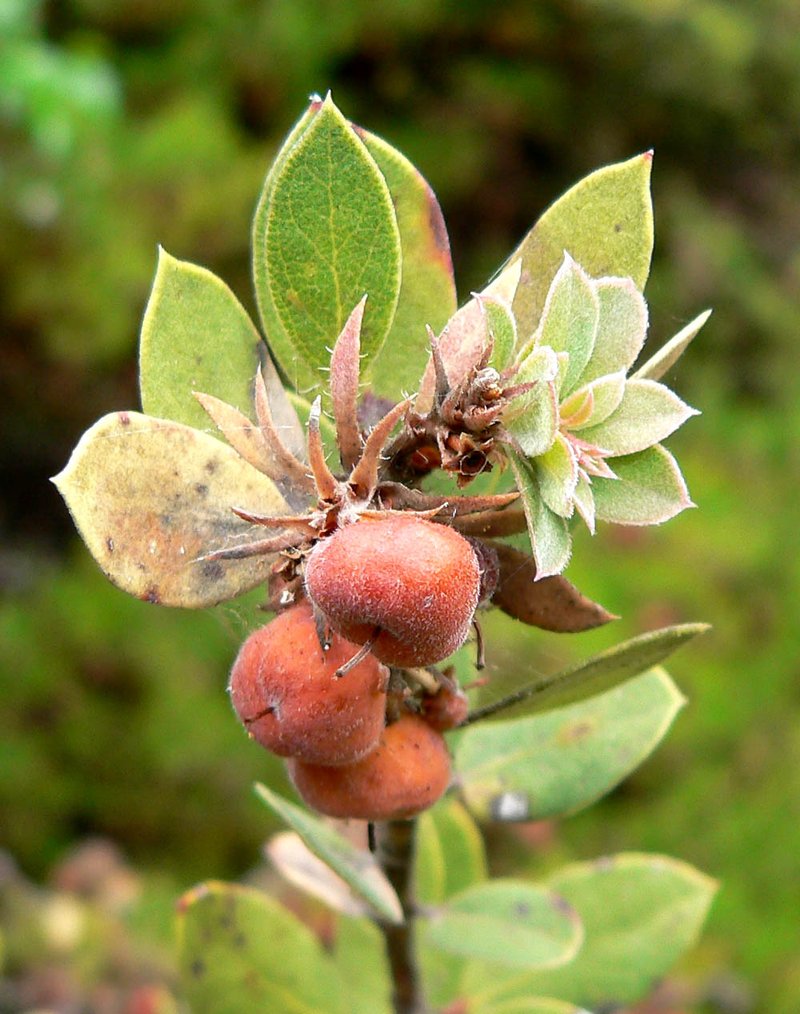 Morro Manzanita photo 4