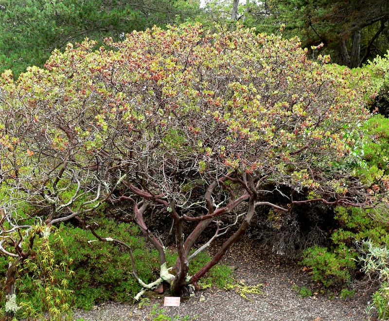Morro Manzanita photo 2
