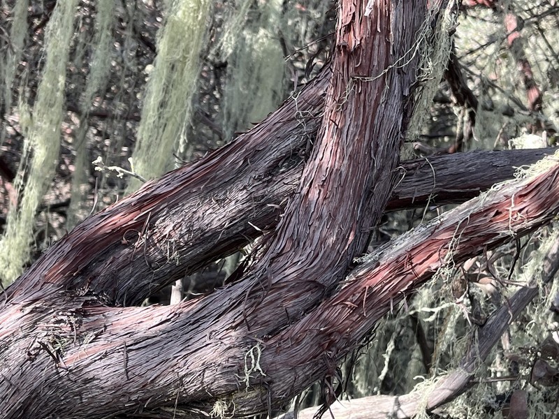 Morro Manzanita photo 6