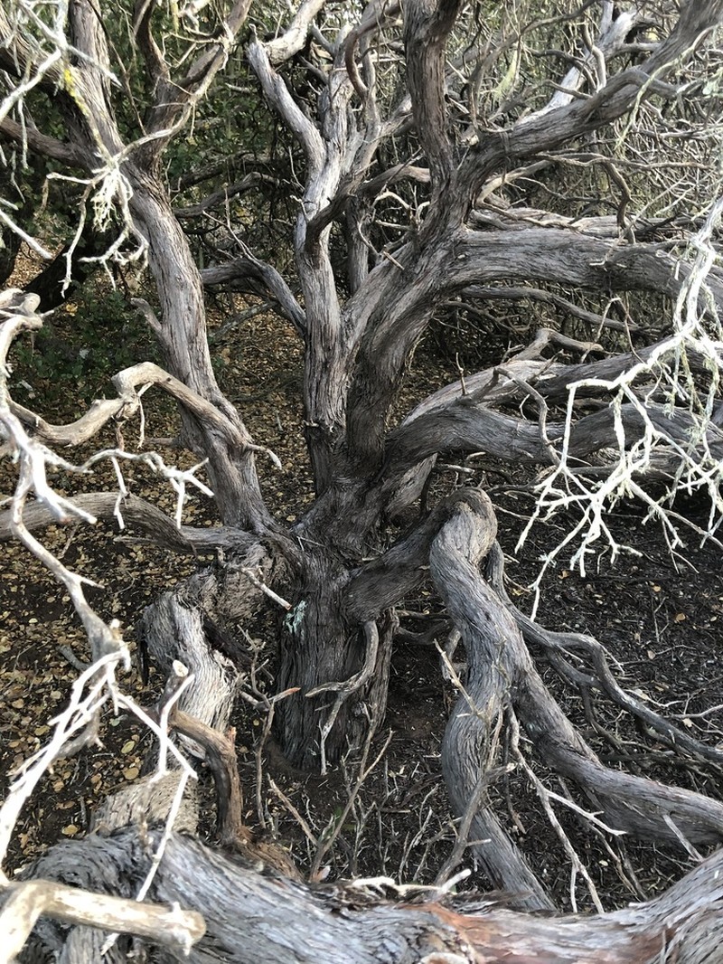 Morro Manzanita photo 7