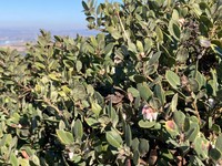 Morro Manzanita