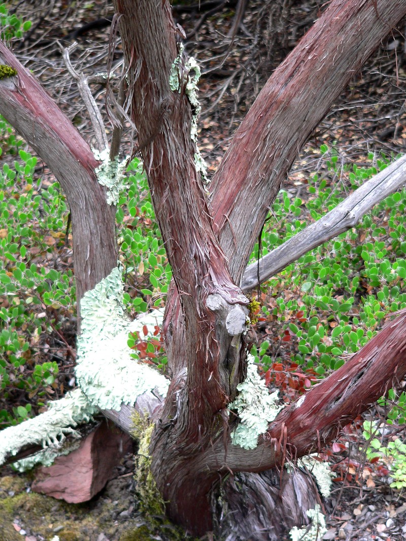 Morro Manzanita photo 3