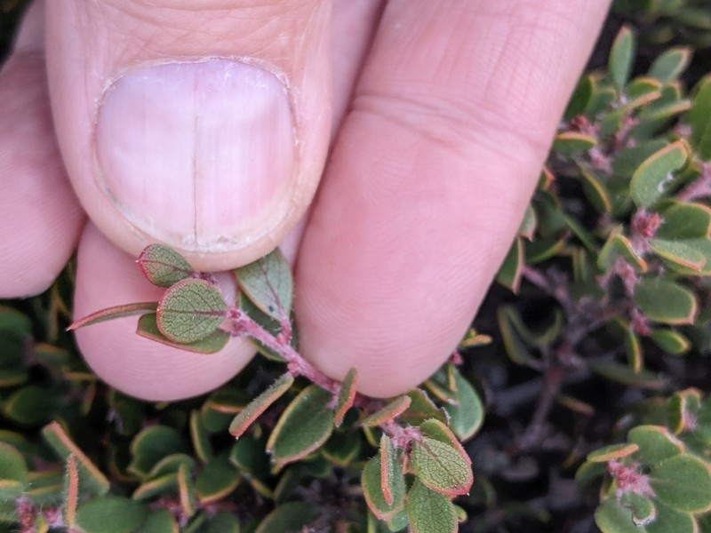 Ione Manzanita photo 2